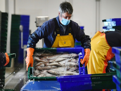 Du poisson est déchargé le 12 novembre 2020 à Roscoff, en Bretagne - Fred TANNEAU [AFP/Archives]
