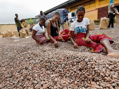 Trie des fèves chez un exportateur de cacao à Abidjan, le 3 juillet 2019 - Sia KAMBOU [AFP/Archives]