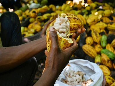 Une plantation de cacao en octobre 2020 près de Guiglo, en Côte d'Ivoire - Issouf SANOGO [AFP]