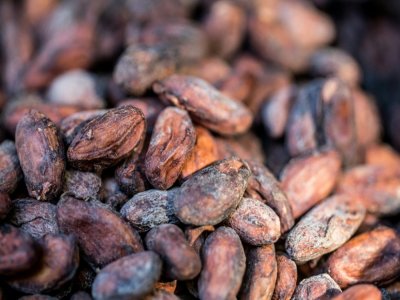 Des fèves de cacao dans les ateliers de la chocolaterie Makaya à Petionville (Haïti) le 23 décembre 2020 - Valerie Baeriswyl [AFP]