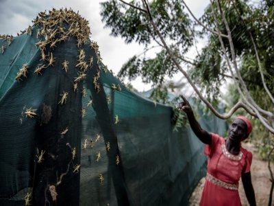 Invasion de criquets dans une ferme au Kenya en juin 2020 - LUIS TATO [FAO/AFP/Archives]