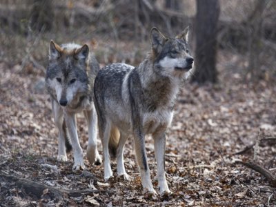 Valentia et Diego, deux loups à South Salem, dans l'Etat de New York, le 6 décembre 2020 - Kena Betancur [AFP/Archives]