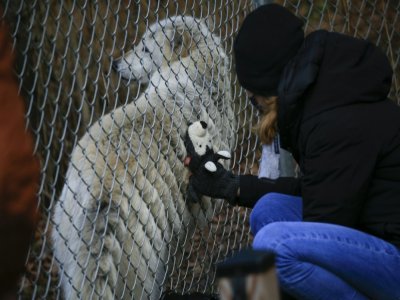 Un loup à South Salem, dans l'Etat de New York, le 6 décembre 2020 - Kena Betancur [AFP]