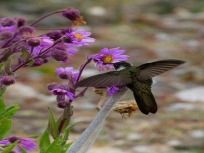Un colibri observé dans la zone du glacier Humboldt dans le parc national de la Sierra Nevada de Mérida au Venezuela - Jose Manuel Romero [Jose Manuel Romero/AFP]