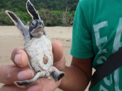 Un bébé tortue, le 2 décembre 2020 sur la plage de Sukamade, en Indonésie - Agnes Anya [AFP]