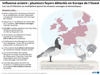 Influenza aviaire : plusieurs foyers détectés en Europe de l'Ouest - Kun TIAN [AFP/Archives]