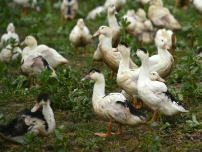 Elevage de canards dans à Mugron, le 29 décembre 2020. - GAIZKA IROZ [AFP/Archives]