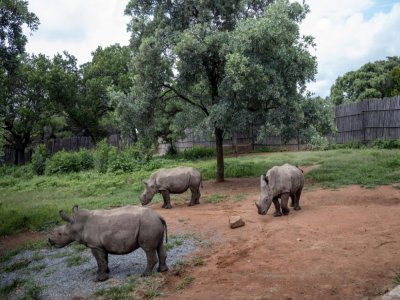 Des bébés rhinocéros dont les parents ont été victimes de braconniers dans un centre près de Mokopane, en Afrique du Sud, le 9 janvier 2021. - Michele Spatari [AFP]