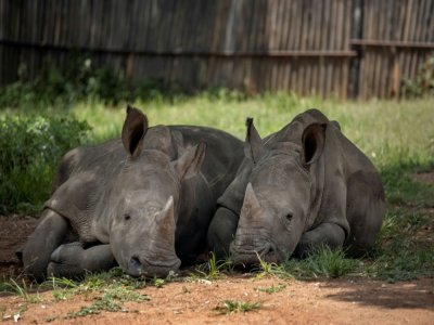 Deux bébés rhinocéros dont les parents ont été tués par des braconniers, recueilis dans un centre près de Mokopane, en Afrique du Sud, le 9 janvier 2021. - Michele Spatari [AFP]