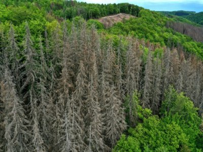 Des arbres souffrant de la sécheresse près d'Iserlohn, en avril 2020, en Allemagne de l'Ouest - Ina FASSBENDER [AFP/Archives]