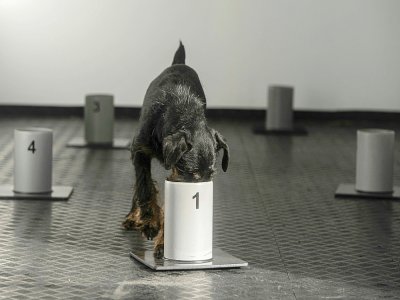 Le chien Renda renifle un récipient contenant un morceau de tissu imprégné d'odeur de patients atteints de Covid-19 ou de personnes non atteintes, dans un centre de dressage à Kliny, le 22 janvier 2021 en République Tchèque - Michal Cizek [AFP]