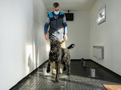 Le maître-chien Gustav Hotovy entraîne un chien à reconnaître les odeurs de peronnes atteintes du Covid-10 au centre de dressage de Kliny, le 22 janvier 2021 en République Tchèque - Michal Cizek [AFP]