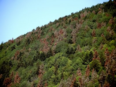 Cette photo le 12 juillet 2019 montre des sapins trois personnes souffrant de la sécheresse autour de Masevaux, dans l'est de la France. - Frederick FLORIN [AFP/Archives]