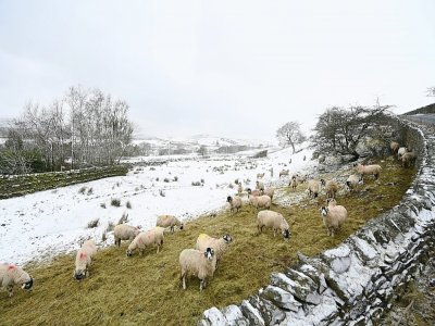 Des moutons dans un champ enneigé à Simonstone, dans le nord-ouest de l'Angleterre, le 7 février 2021. - Paul ELLIS [AFP]