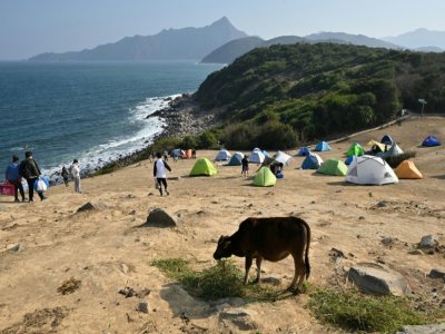 Vaches et campeurs partagent des pâturages sur l'île Grass, ou Tap Mun, le 30 janvier 2021 à Hong Kong - Peter PARKS [AFP]