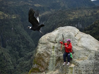 Un condor prend son envol dans le parc national de Purace, en Colombie, le 12 février 2021 - Luis ROBAYO [AFP]