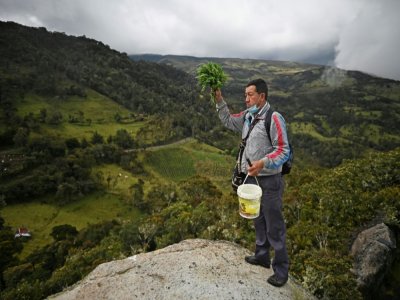 Rosendo Quira, médecin traditionnel indigène, se livre à un rituel de purification avant de partir à la rencontre des condors des Andes, le 12 février 2021 dans le parc national de Purace, en Colombie - Luis ROBAYO [AFP]
