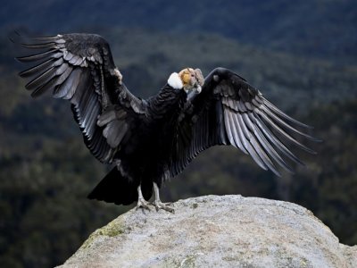 Un condor des Andes dans le parc national de Purace, en Colombie, le 13 février 2021 - Luis ROBAYO [AFP]