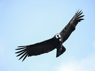 Un condor des Andes vole au-dessus du parc national de Purace, en Colombie, le 13 février 2021 - Luis ROBAYO [AFP]