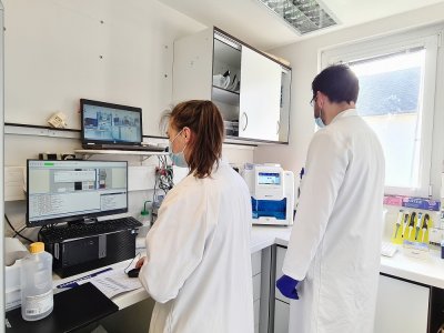 Des assistants laborantins s'affairent et réalisent des analyses de tests PCR.