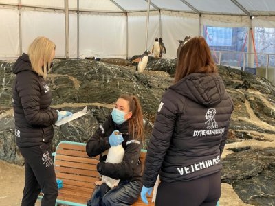 Un manchot se fait vacciner contre la grippe aviaire à l'Aquarium de Bergen, le 4 mars 2021 en Norvège - Veline Hoyland [Bergen Aquarium/AFP]