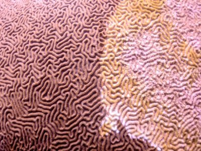 Photo de corail affecté par le blanchissement publiée par l'organisation Adaptur à Cancun, au Mexique, le 11 novembre 2019 - Armando GASSE [Adaptur/AFP/Archives]