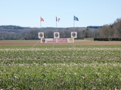 162 000 bulbes de tulipes ont été plantés dans le parc de château d'Aubigny pour l'opération "Tulipes contre le cancer".