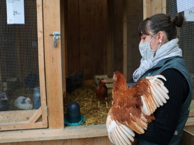 Élodie Falco, du magasin Botanic de Bénouville, a vu de nombreux clients acheter des poules à l'issue du premier confinement.