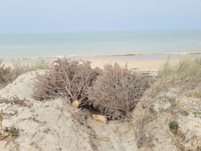 Ces sapins sont destinés à lutter contre l'érosion dunaire.