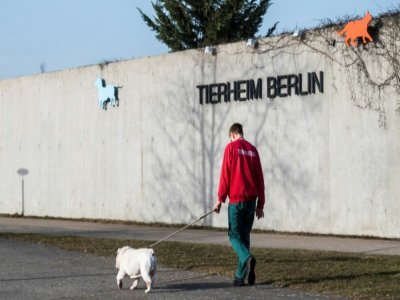 Un employé du refuge animalier Tierheim de Berlin promène un des chiens accueillis par le centre, le 23 février 2021 - John MACDOUGALL [AFP]
