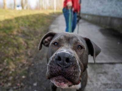 Marti, un Staffordshire terrier, accueilli au refuge Tierheim de Berlin, le 23 février 2021 - John MACDOUGALL [AFP]