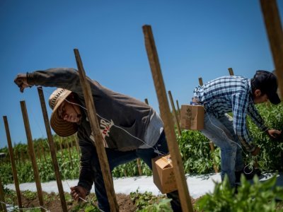 Abigain Sebastian (G), ouvrier mexicain de 22 ans, attache des tomates à un piquet, dans la ferme Gonzalez, le 29 mars 2021 à Porto Rico - Ricardo ARDUENGO [AFP]