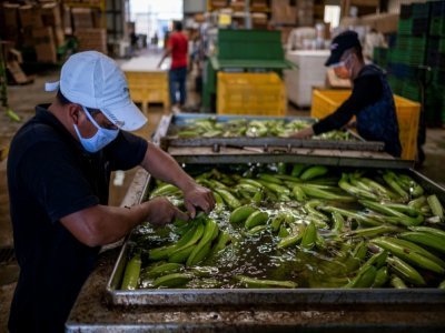 Un groupe d'ouvriers mexicains lave des bananes, à la ferme Gonzalez, le 29 mars 2021 à Porto Rico - Ricardo ARDUENGO [AFP]