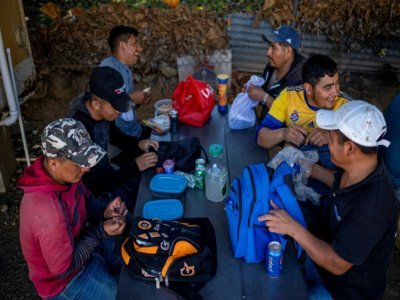 Des ouvriers mexicains venus du Chiapas à la ferme Gonzalez, le 29 mars 2021 à Porto Rico - Ricardo ARDUENGO [AFP]