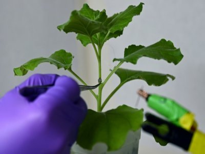Une électrode reliée à un plant de tabac dans un laboratoire de l'université technologique Nanyang (NTU), le 24 mars 2021 à Singapour - Roslan RAHMAN [AFP]
