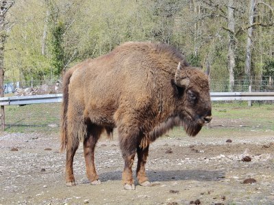 Des bisons européens viennent de débarquer sur les terres du parc animalier.
