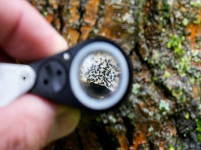 Un lichen sur un arbre vu à travers une loupe, le 26 mars 2021 à Rennes - Damien MEYER [AFP]
