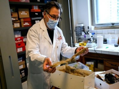 Joël Boustie, enseignant-chercheur à la faculté de pharmacie de Rennes, montre un lichen, le 26 mars 2021 dans son laboratoire de l'Université de Rennes - Damien MEYER [AFP]
