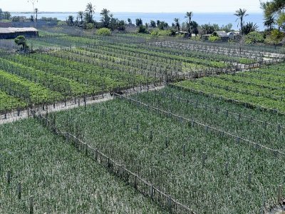 Vue des plantations agricoles près de la mer dans le village de Ghar El Melh en Tunisie, le 31 mars 2021 - FETHI BELAID [AFP]