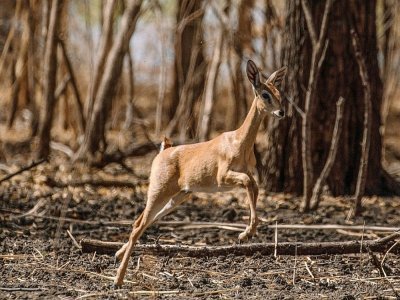 Une gazelle dans le parc national de Dinder au Soudan, le 8 avril 2021 - ABDULMONAM EASSA [AFP]