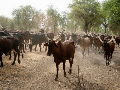 Un troupeau de zébus près du parc national de Dinder au Soudan, le 6 avril 2021 - ABDULMONAM EASSA [AFP]