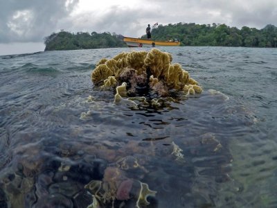 La zone corallienne de Portobelo, le 16 avril 2021 au Panama - Luis ACOSTA [AFP]