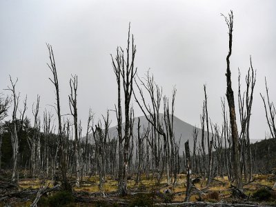 Des arbres de la forêt du parc Karukinka ravagés par des castors, le 10 mars 2021  en Terre de feu, au sud du Chili - Martin BERNETTI [AFP]