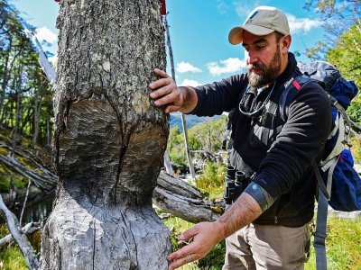 Cristobal Arredondo de la Wildlife Conservation Society (WCS) montre un tronc d'arbre attaqué par des castors, le 10 mars 2021 en Terre de feu, au Chili - MARTIN BERNETTI [AFP/Archives]