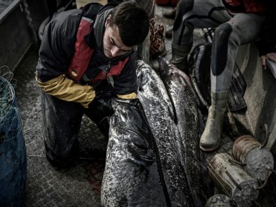Un pêcheur inspecte l'estomac d'un silure pêché dans la Dordogne pour voir quelles proies il a ingurgitées, le 20 avril 2021 près de  Mauzac-et-Grand-Castang (Dordogne) - Philippe LOPEZ [AFP]
