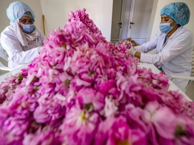 Après la cueillette, les roses sont triées, à Kelaat Mgouna (Maroc) le 26 avril 2021 - FADEL SENNA [AFP]