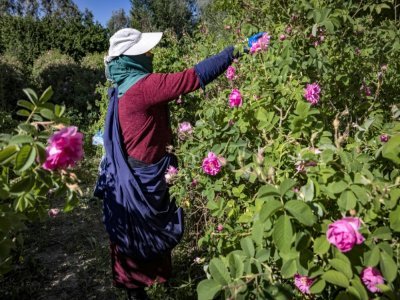 Une femme récolte des roses de Damas à Kelaat Mgouna (Maroc), le 26 avril 2021 - FADEL SENNA [AFP]