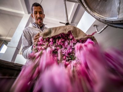 L'huile essentielle de roses de Damas est vendue au Maroc jusqu'à 15.000 euros le kilo - FADEL SENNA [AFP]