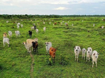 Du bétail dans la réserve naturelle de La Aurora natural, dans la municipalité de Hato Corozal, en Colombie, le 9 avril 2021 - Raul ARBOLEDA [AFP]