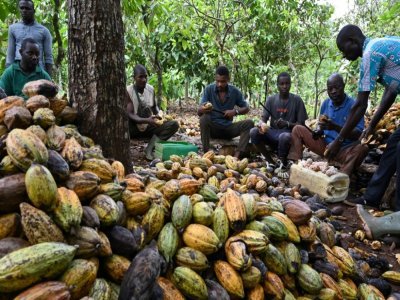 La récolte dans une plantation de M'brimbo, le 19 avril 2021 - Issouf SANOGO [AFP]